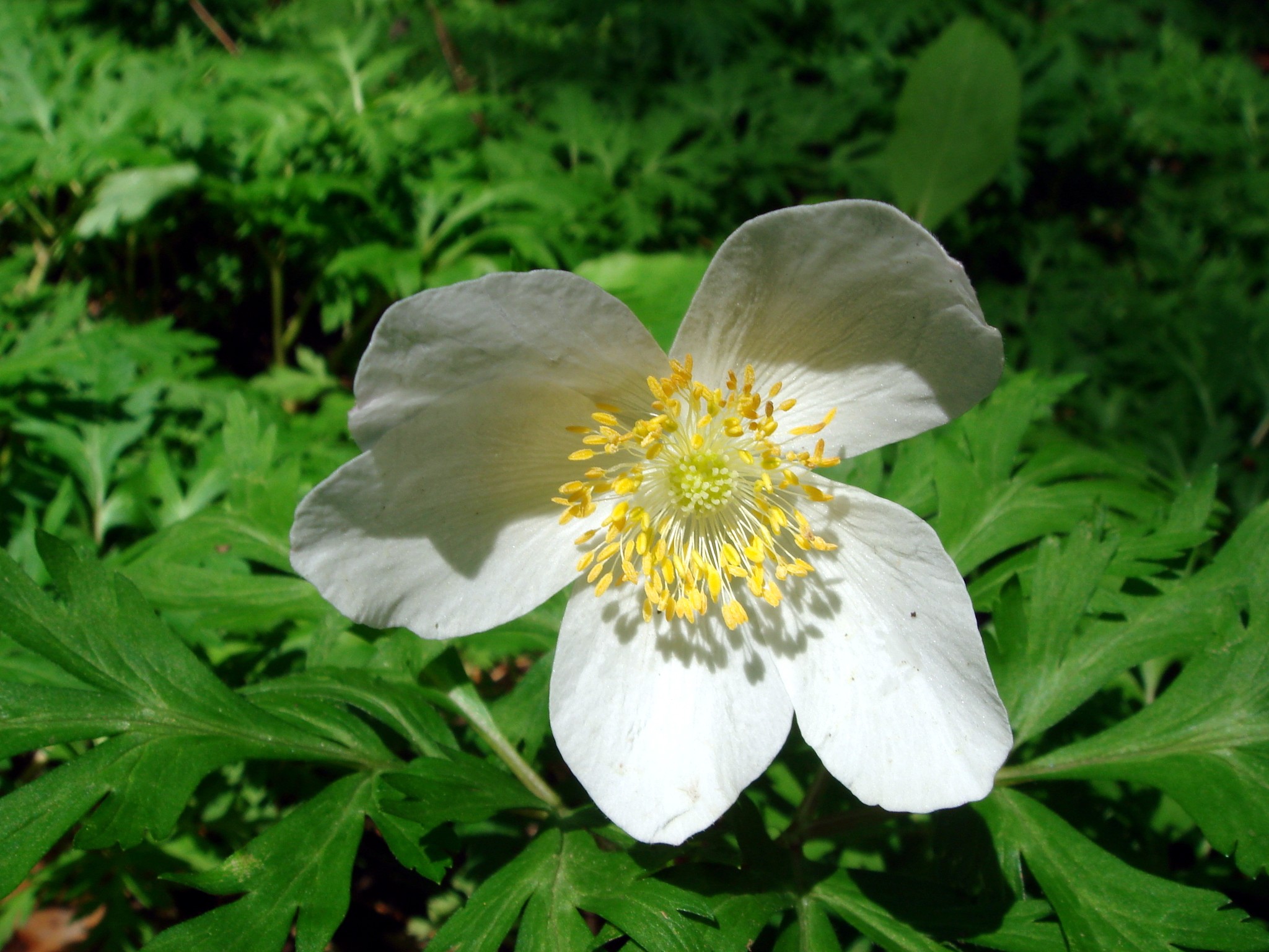 Anemone nikoensis Maximovicz